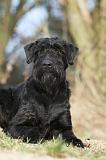 SCHNAUZER GEANT 026